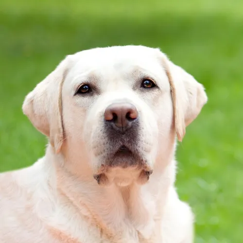 Лабрадор Фото белая собака с карими глазами