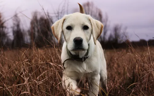 Лабрадор Фото собака, стоящая в поле