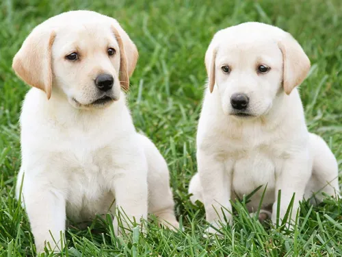 Лабрадор Фото два щенка сидят в траве