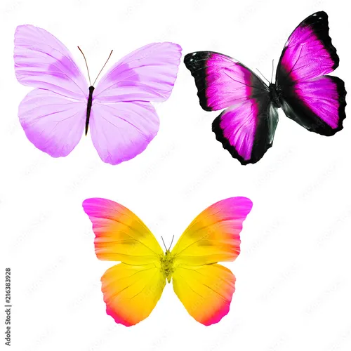 Яркие Картинки группа разноцветных бабочек