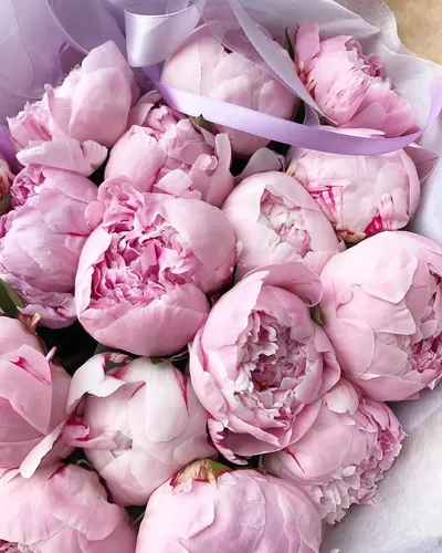 Пионы Фото группа розовых цветов