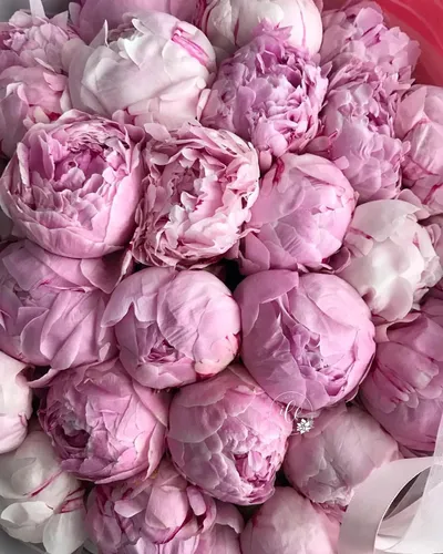 Пионы Фото группа розовых и белых кристаллов