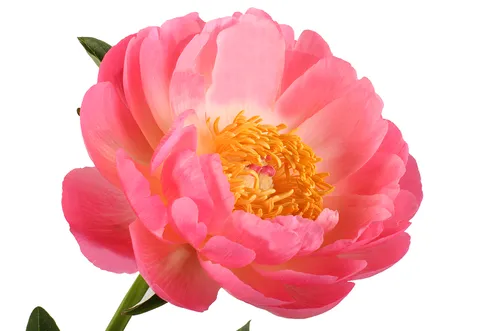 Пионы Фото розовый цветок с желтым центром