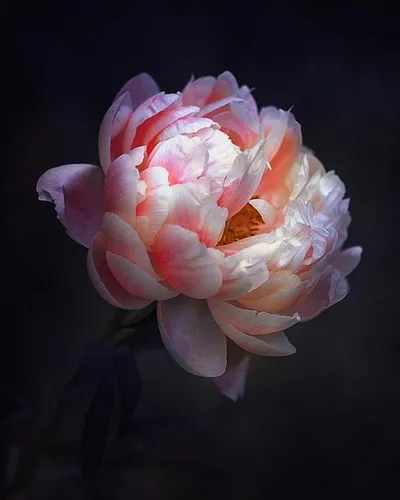 Пионы Фото розовый цветок на черном фоне