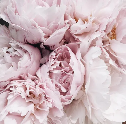 Пионы Фото куча розовой и белой ткани
