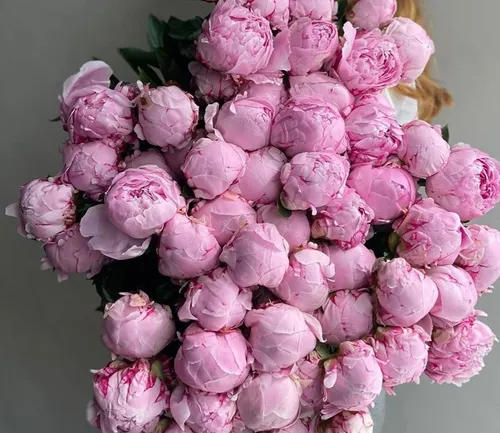 Пионы Фото букет розовых цветов