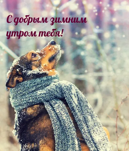 Доброе Утро Зимние Картинки собака в шарфе