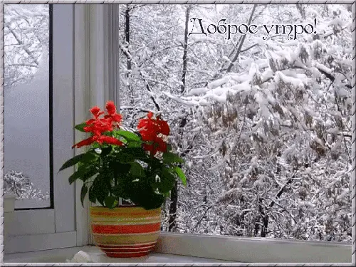 растение в горшке перед окном со снегом