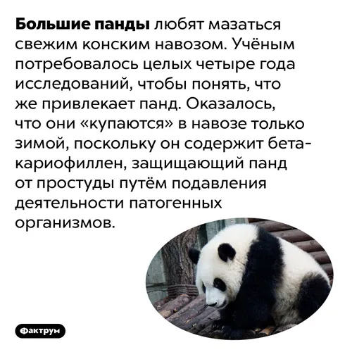 Интересные Картинки панда ест миску