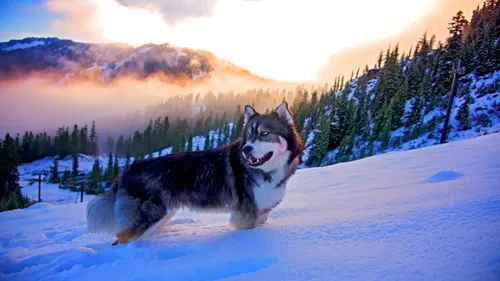 4К Картинки собака сидит на снегу