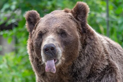 Медведя Картинки медведь с высунутым языком