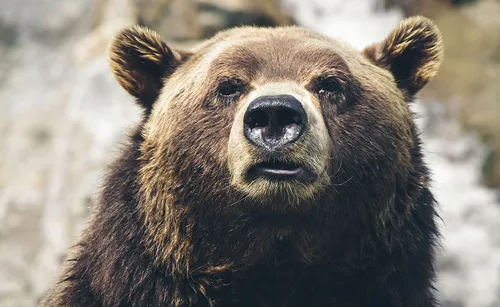 Медведя Картинки бурый медведь с белым носом