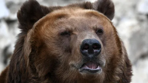 Медведя Картинки бурый медведь с открытым ртом