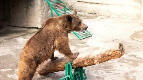 Медведя Картинки медведь играет с игрушкой