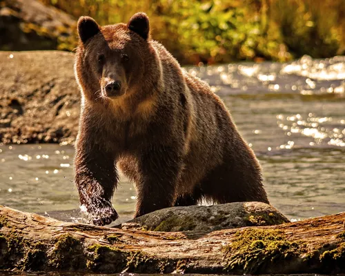 Медведя Картинки медведь в воде