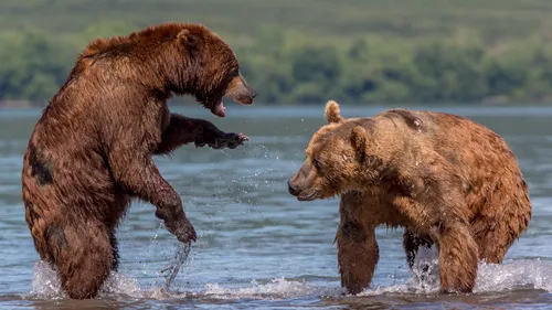 Медведя Картинки два медведя играют в воде