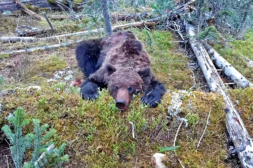 Медведя Картинки медведь в лесу
