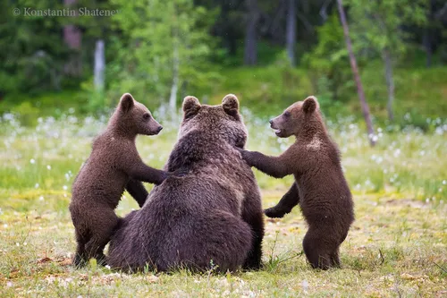 Медведя Картинки группа медведей, играющих в траве