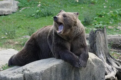 Медведя Картинки медведь сидит на скале