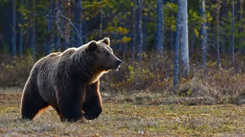 Медведя Картинки медведь гуляет по лесу