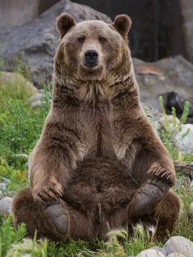 Медведя Картинки медведь сидит на земле