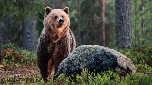 Медведя Картинки медведь, стоящий на скале