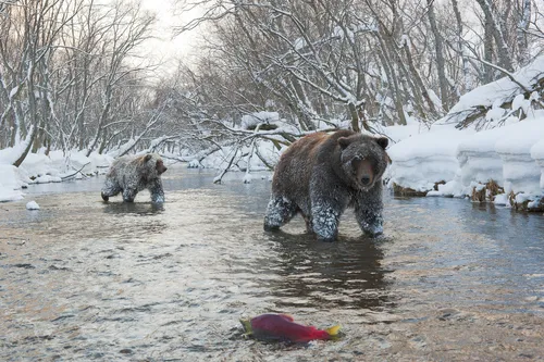 Медведя Картинки медведи, идущие в воде