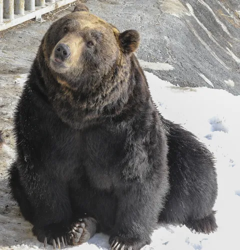Медведя Картинки медведь сидит в снегу