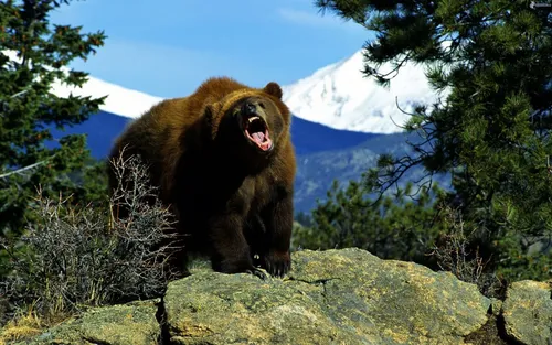 Медведя Картинки фото на Samsung
