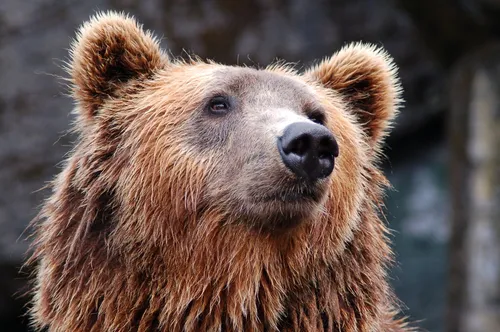 Медведя Картинки бурый медведь с черным носом