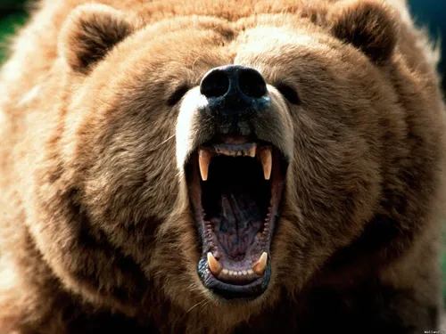 Медведя Картинки медведь с открытым ртом