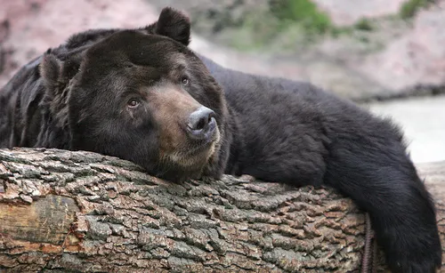 Медведя Картинки черный медведь, лежащий на скале