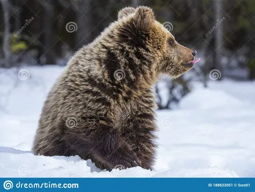 Медведя Картинки пара медведей играет в снегу