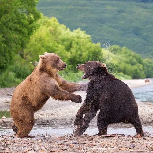 Медведя Картинки группа медведей играет