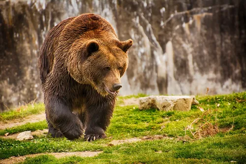 Медведя Картинки медведь, идущий по траве