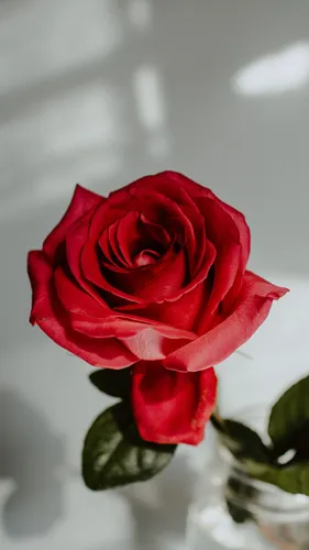 На Телефон Хорошего Качества Картинки красная роза в вазе