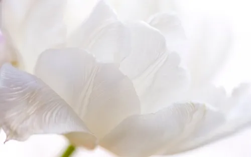 На Телефон Хорошего Качества Картинки белый цветок крупным планом
