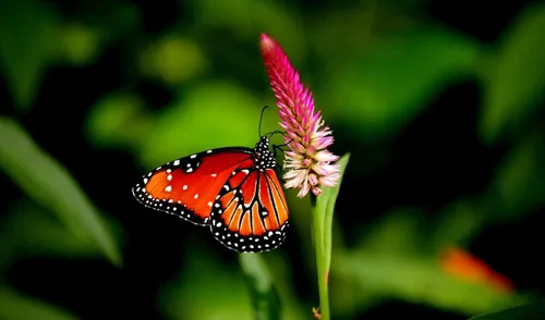 На Телефон Хорошего Качества Картинки бабочка на цветке