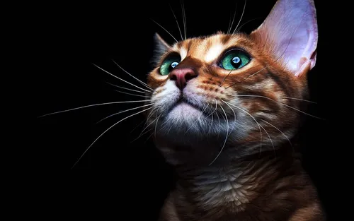 Рабочий Стол Картинки кошка с зелеными глазами
