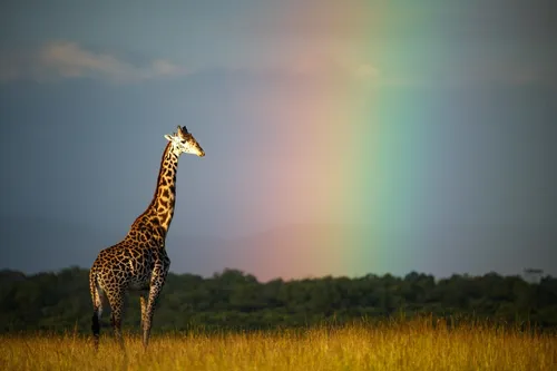 Радуги Картинки жираф, стоящий в поле с радугой на заднем плане