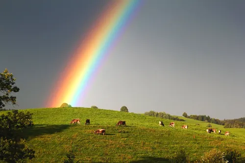 Радуги Картинки радуга над полем коров