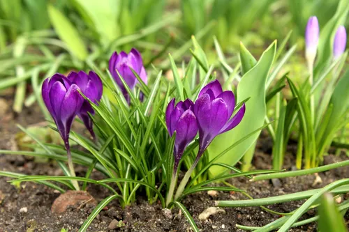 С 8 Марта 2021 Картинки фиолетовые цветы в траве