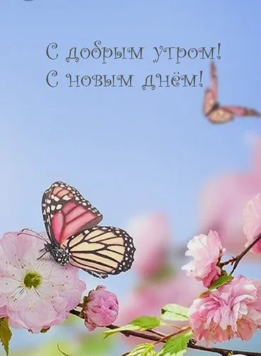 С Добрым Днем Картинки бабочка на цветке