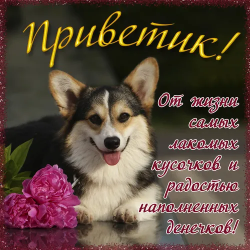 С Надписью Картинки собака сидит на цветке