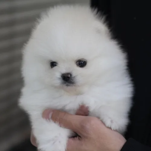 Шпиц Фото человек, держащий маленькую белую собаку