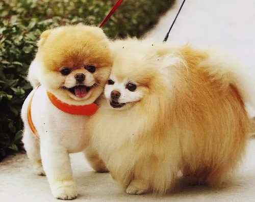 Шпиц Фото две собаки в одежде
