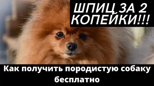 Шпиц Фото собака с наложением текста