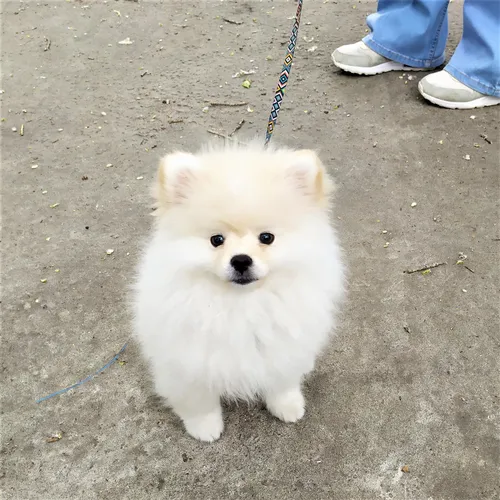 Шпиц Фото маленькая белая собака на поводке