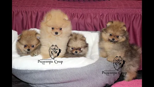 Шпиц Фото группа щенков на одеяле