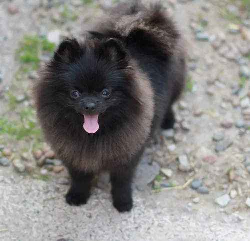 Шпиц Фото маленькая черная собака
